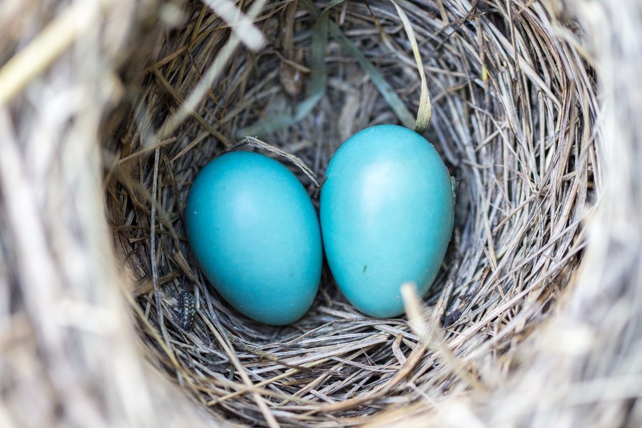 Two eggs in one basket