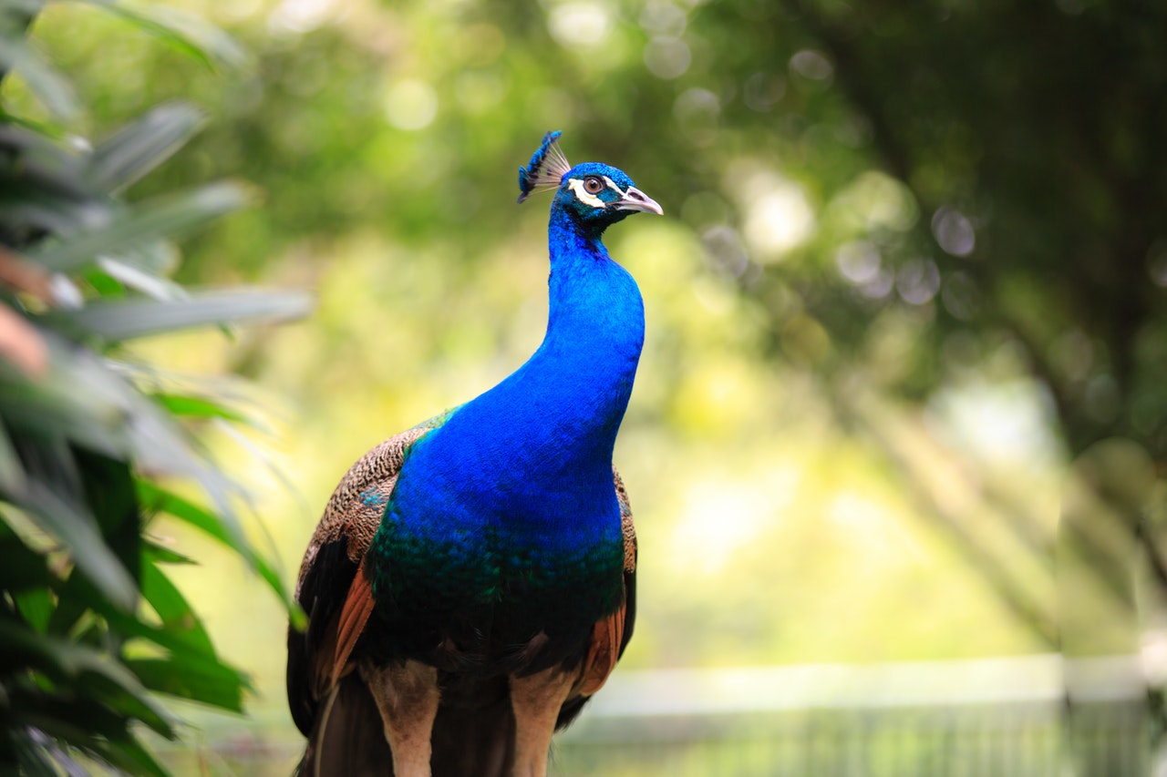 Peacocks and doctors being stereotyped