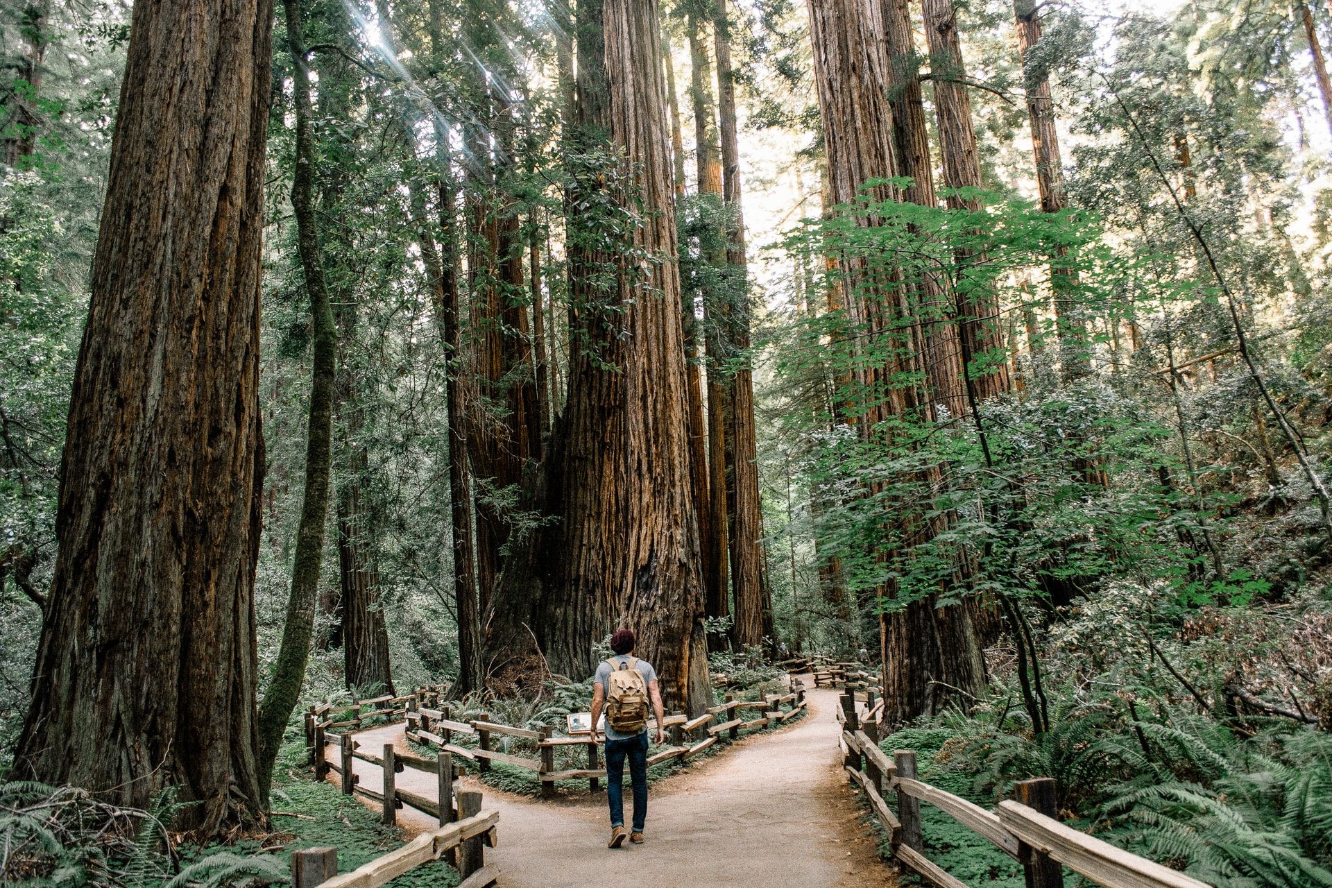 man standing in the forest at a fork in the road
