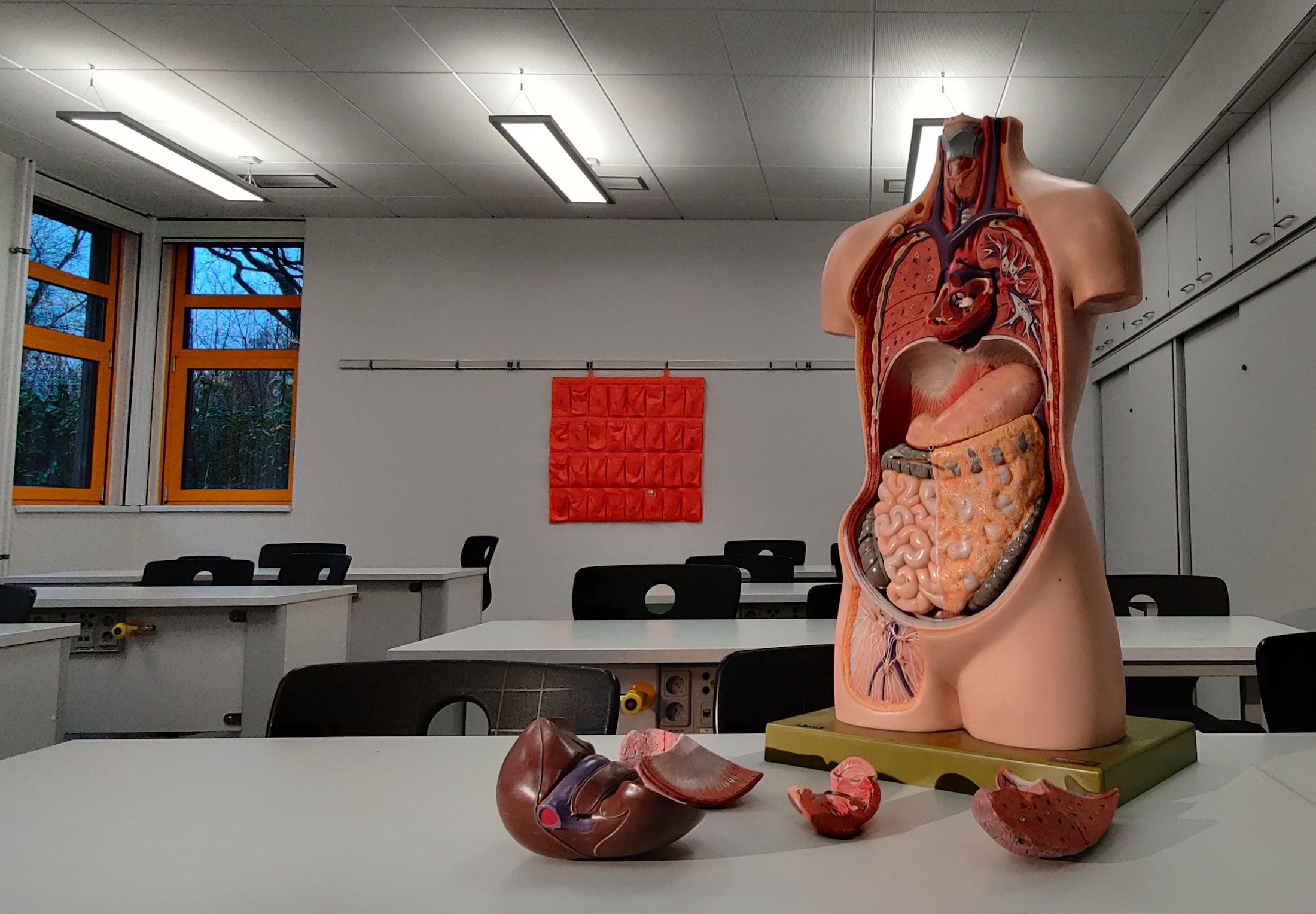Anatomy body model in classroom