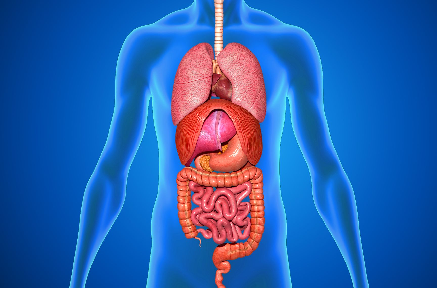 Internal Medicine Subspecialties - internal organs diagram