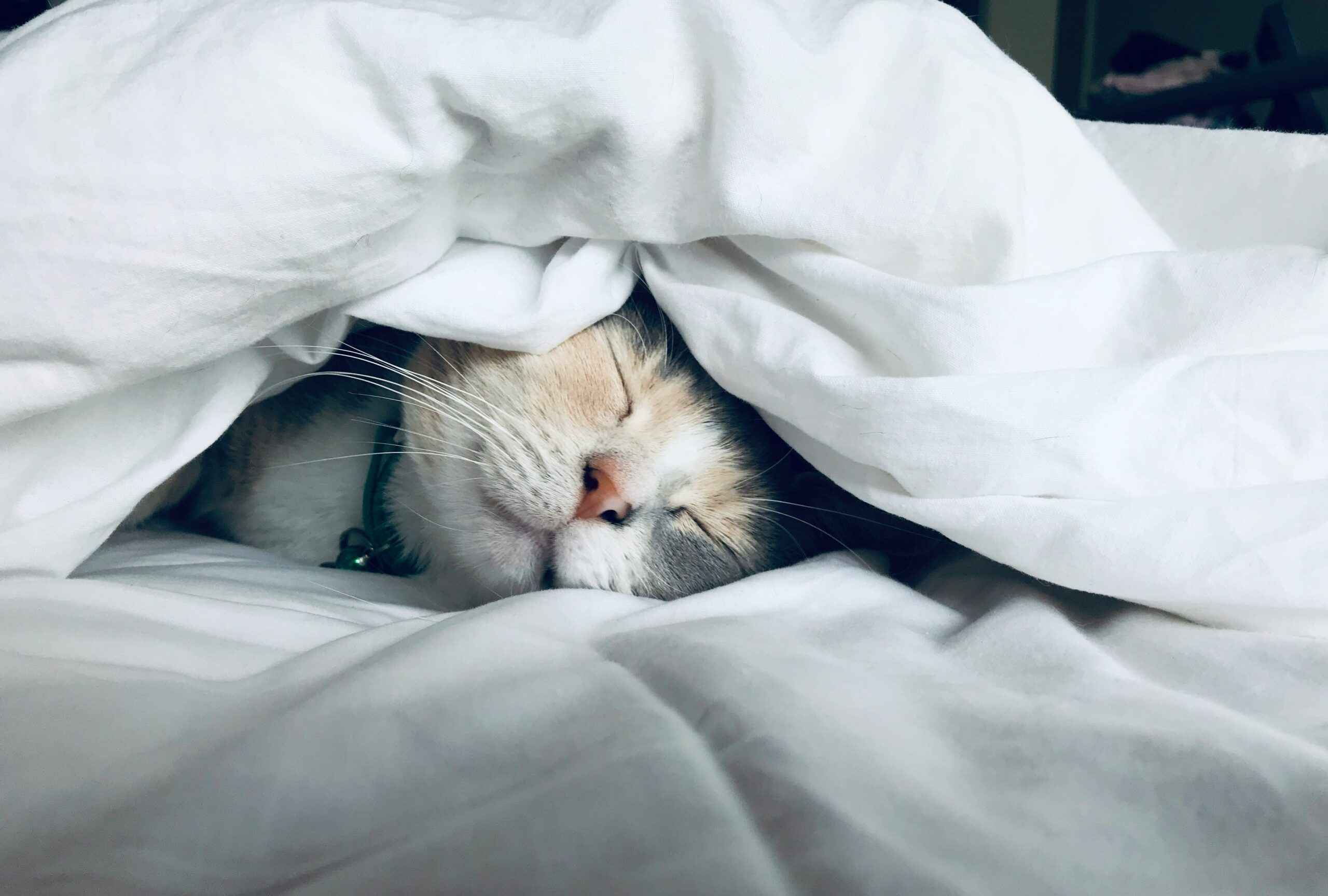Cat sleeping under bed covers