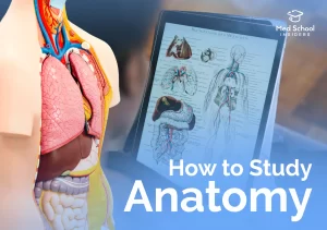 How to Study Anatomy - replica body and school notes